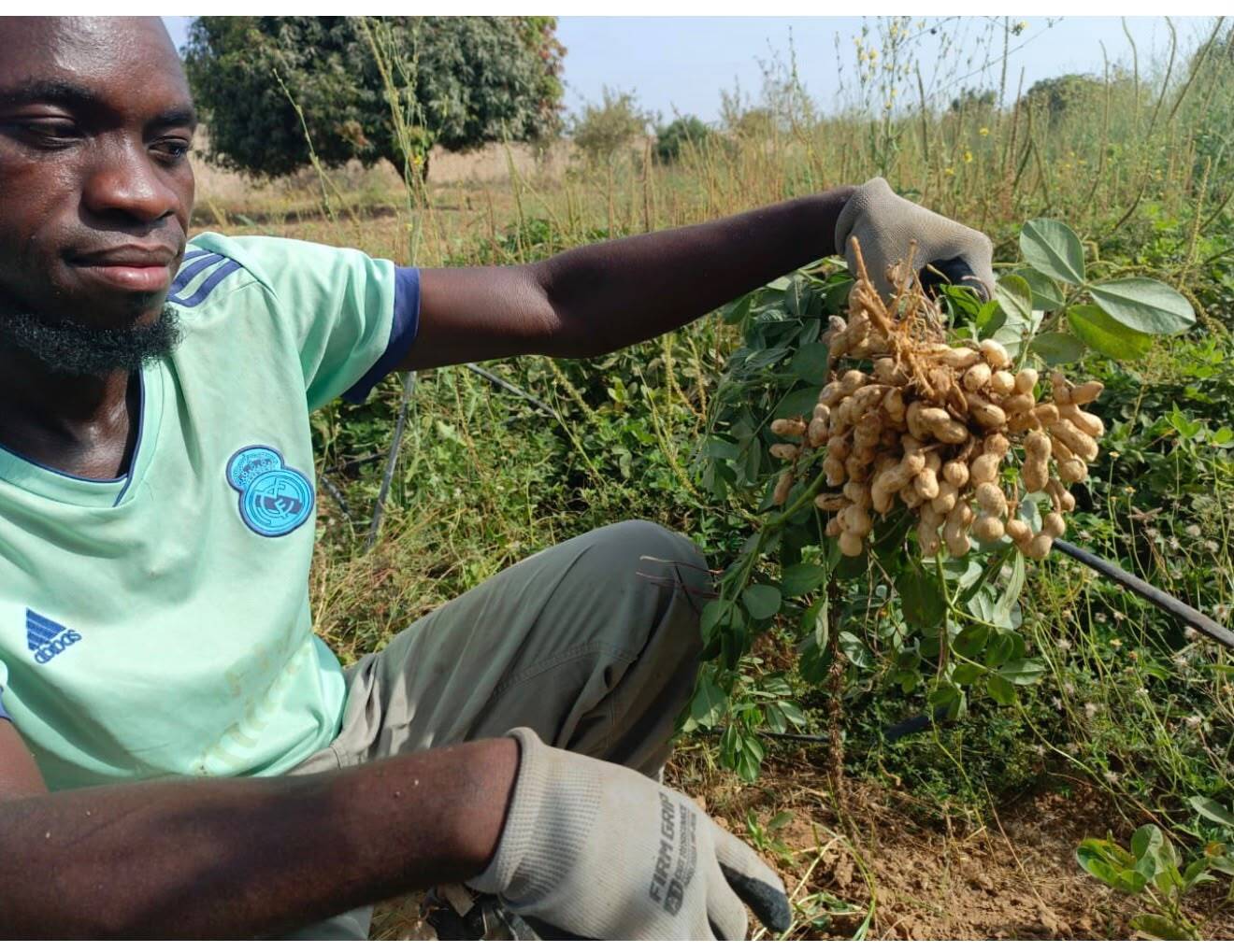 Fresh Groundnut & Crop Harvesting